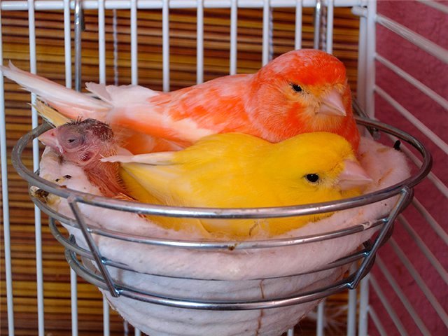 Содержание канареек и уход за ними в Верхней Пышме
