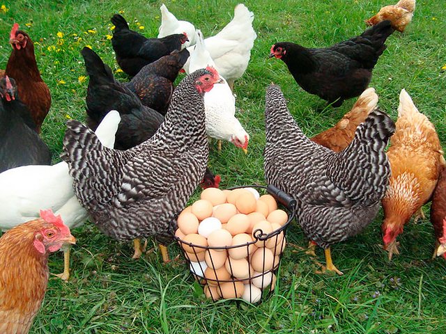 Содержание кур и уход за ними | ЗооТом - продажа, вязка и услуги для животных в Верхней Пышме