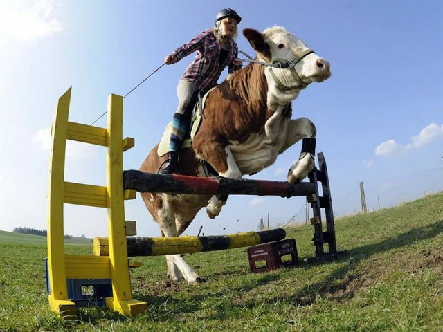 Статьи о коровах в Верхней Пышме | ЗооТом портал о животных
