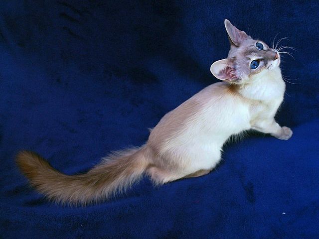 Выведенные породы кошек в Верхней Пышме | ЗооТом портал о животных