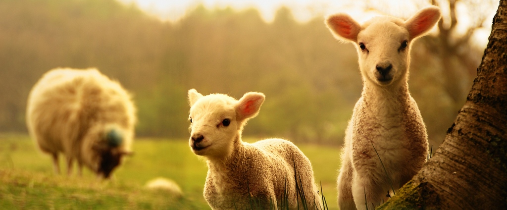 Объявления о сельскохозяйственных животных | ЗооТом - продажа, вязка и услуги для животных в Верхней Пышме