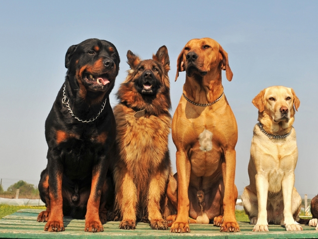 Крупные породы собак в Верхней Пышме | ЗооТом портал о животных